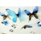 Sticker Papillons 3D bleus - stickers papillons 3d & stickers muraux - fanastick.com