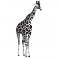 Sticker Girafe - stickers animaux & stickers muraux - fanastick.com
