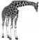 Sticker Girafe penchée - stickers animaux & stickers muraux - fanastick.com
