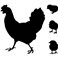 Sticker déco Poule et poulet - stickers animaux & stickers muraux - fanastick.com