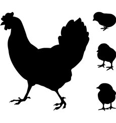 Sticker déco Poule et poulet